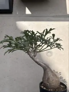 キフォステンマ ベティフォルメ