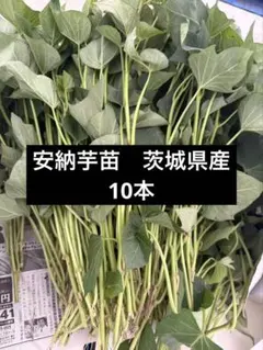 安納芋苗　10本 茨城県産 サツマイモ　さつまいも苗　家庭農園 大口対応可