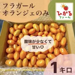 ５月末で終了‼️特価‼️ミニトマトフラガール⭐️オランジェのみ1キロ