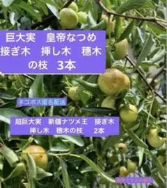 巨大実　ナツメ　皇帝　なつめ　接ぎ木挿し木穗木の枝3本　& 新疆ナツメ王　枝2本のサムネイル