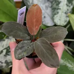 Homalomena sp. \