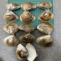 ハマグリ　７㎝前後6体　おまけ付き