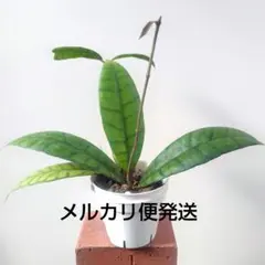 ホヤ カリストフィラ A （抜き苗）のサムネイル