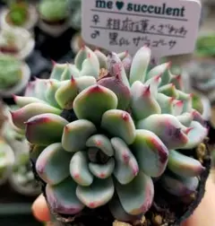 爪々～ 実生苗 ⭐️ラジョヤ×黒爪ザラゴーサ⭐️多肉 エケベリア 自作交配 爪々～ 実生苗 ⭐️ラジョヤ×黒爪ザラゴーサ⭐️多肉 エケベリア