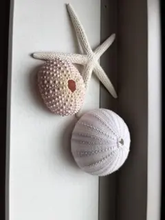 ヒトデとウニの殻 ✳︎3点セット✳︎インテリア オブジェ