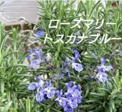 【6-A】爽やかな香り♫ローズマリー苗　品種トスカナブルー　2本の挿し穂