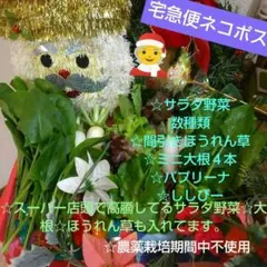 ☆サラダ野菜ほか☆新鮮お野菜詰め合わせ☆ネコポスいっぱい