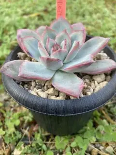 多肉植物　エケベリア　リンゼアナ　極美苗
