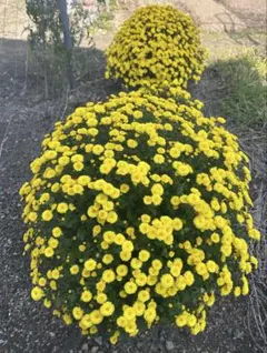 ざる菊　抜き苗3本のサムネイル