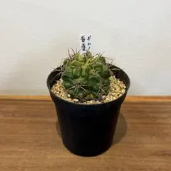 アカシア Acacia ソウシジュ 相思樹 根皮100% 50g 粉末 - メルカリ