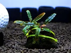 ブセファランドラ『カテリナエ』【完全水中葉＆無農薬栽培】溶岩石活着株