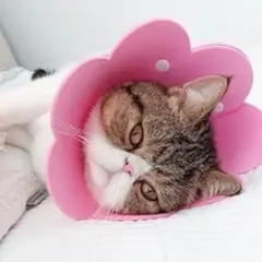 Item thumbnail for item 88737671-943e-48d9-a5dd-7178ed79fb22