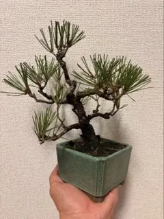 赤松 盆栽 鉢植え 樹齢18年 - メルカリ