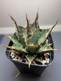 2026年最新】オバティフォリア ハイブリッドの人気アイテム - メルカリ