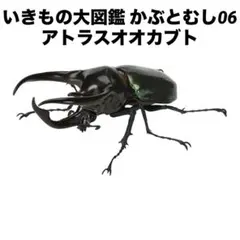 【新品未開封】 いきもの大図鑑 かぶとむし06 生き物大図鑑 カブトムシ