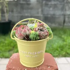 ☆速達付き☆♡そのまま飾れる♡ブリキ缶♬可愛い多肉植物寄せ植え