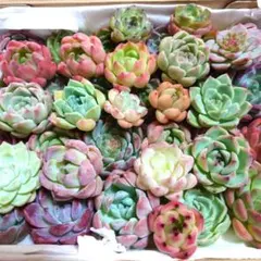 q1多肉植物エケベリア〈カット苗〉☆寄植えMIX☆