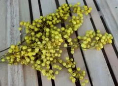 めぐみ工房 北海道ドライフラワー ハーバリウム・ペッパーベリー黄色大束