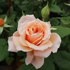 くろまろまろ様 リクエスト 2点 まとめ商品