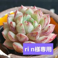 ri n様 リクエスト 5点 まとめ商品