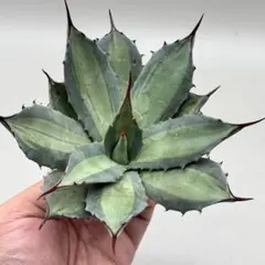 アガベ パリー パリー Iロングスパイン 実生株 約30cm アガベ パリー 斑入り 2種類 アガベ パリー 大株 約30cm アガベパリー