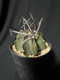 2026年最新】大鳳玉の人気アイテム - メルカリ