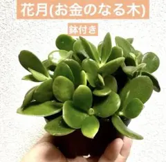 幸運を招く⭐️縁起物⭐️花月苗(鉢付き)⭐️多肉植物⭐️初心者さんにおすすめ⭐️送料無料