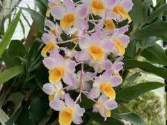 洋蘭 原種 Phal. schilleriana フラスコ苗 - メルカリ