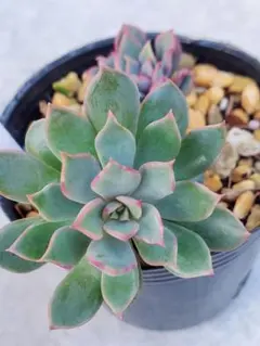 長次郎様 リクエスト 2点 まとめ商品