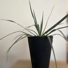 引渡し限定!!!大型(205cm)観葉植物 オーガスタ 新芽3つ - メルカリ