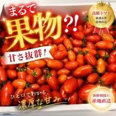 プリマティーノ1kg フルーツトマト コンパクト便 水曜日発送 - メルカリ