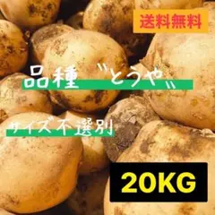 千葉県産 ちば丸 里芋 種芋 Sサイズ 20kg - メルカリ