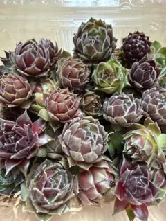 センペルビウム詰め合わせ