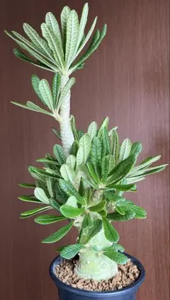 2025年最新】ドルステニア ギガスの人気アイテム - メルカリ