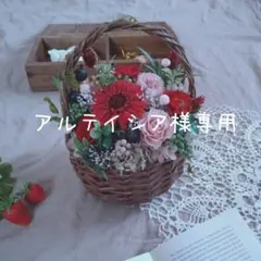 □ 多肉植物 ミモザ・大和錦・モルガンビューティ等 抜き苗 □ 14種類