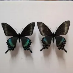 蝶標本 北海道産 美麗ミヤマカラスアゲハ春型♂ 飼育品 三角紙標本