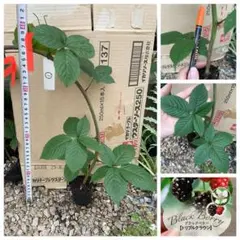 ①約40cm大苗【安心のポット苗】ブラックベリートリプルクラウン　苗