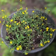 グランカバー黄色花 親株3株寝付き - メルカリ
