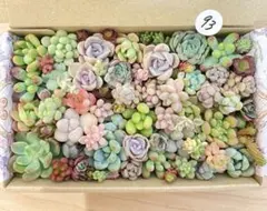 93 多肉植物　多肉弁当　詰め合わせ　寄せ植え　セット　カット苗　韓国苗　セダム