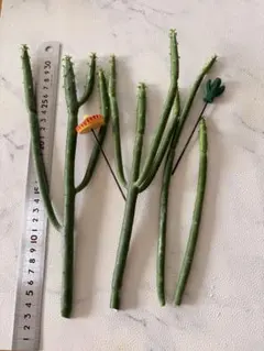 ꕤユーフォルビアオンコクラータꕤのサムネイル