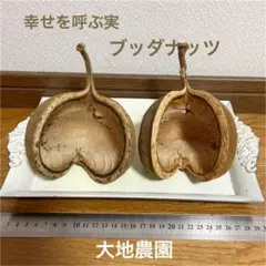 済　さおりんご様　ご専用