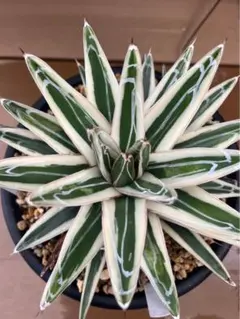 2026年最新】アガベ氷山の人気アイテム - メルカリ