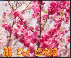 user_63f740d1様 リクエスト 2点 まとめ商品