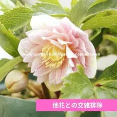 komati様専用 クリスマスローズ 小苗 広瀬園芸 オーレア 2株 - メルカリ