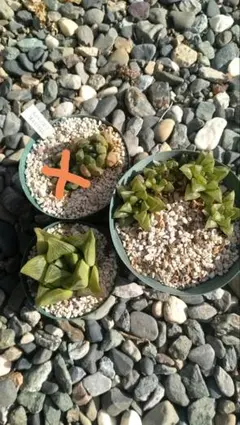 ハオルチア　3種（多肉植物）