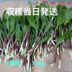 行者ニンニク　アイヌネギ　十勝産 滋養強壮　免疫力UP　解毒作用のサムネイル