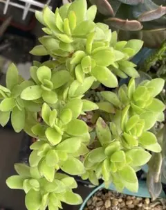 多肉植物 クラッスラ ムスコーサ錦 青鎖竜錦 抜き苗 - メルカリ
