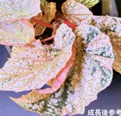 4 Begonia Snow Capped pink ベゴニア スノーキャップド - メルカリ