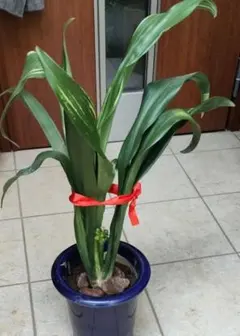 オモト 万年青 　縁起物　吉草　長寿草 大株のサムネイル
