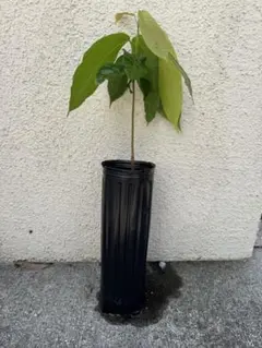 超貴重なカカオの苗木 1鉢　約30cm(チョコレートの原料)のサムネイル